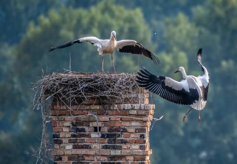 Expert Chimney Animal Removal in Deerfield Beach, FL Professional Chimney Animal Removal Services in Deerfield Beach, Florida